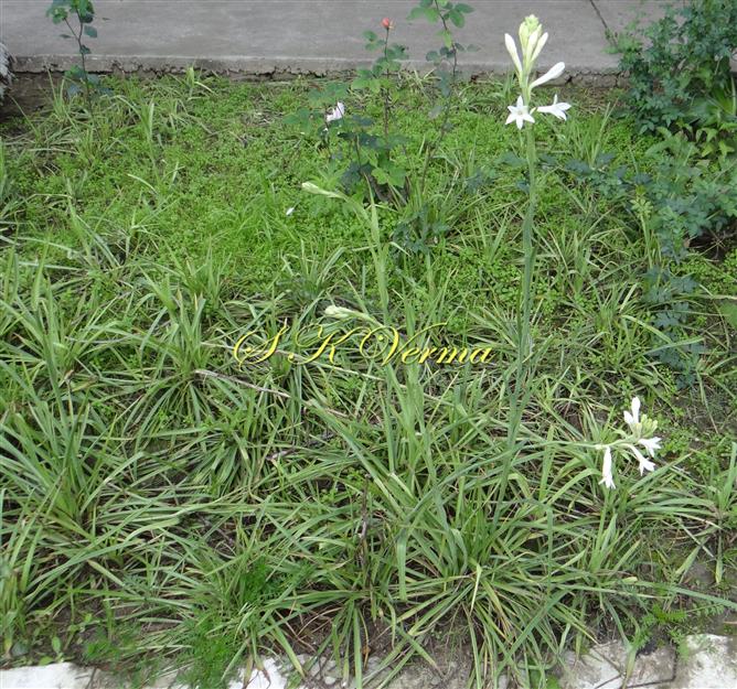  Plants